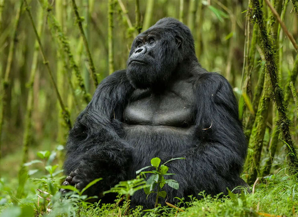 Getting discounted Gorilla Permits in Rwanda
