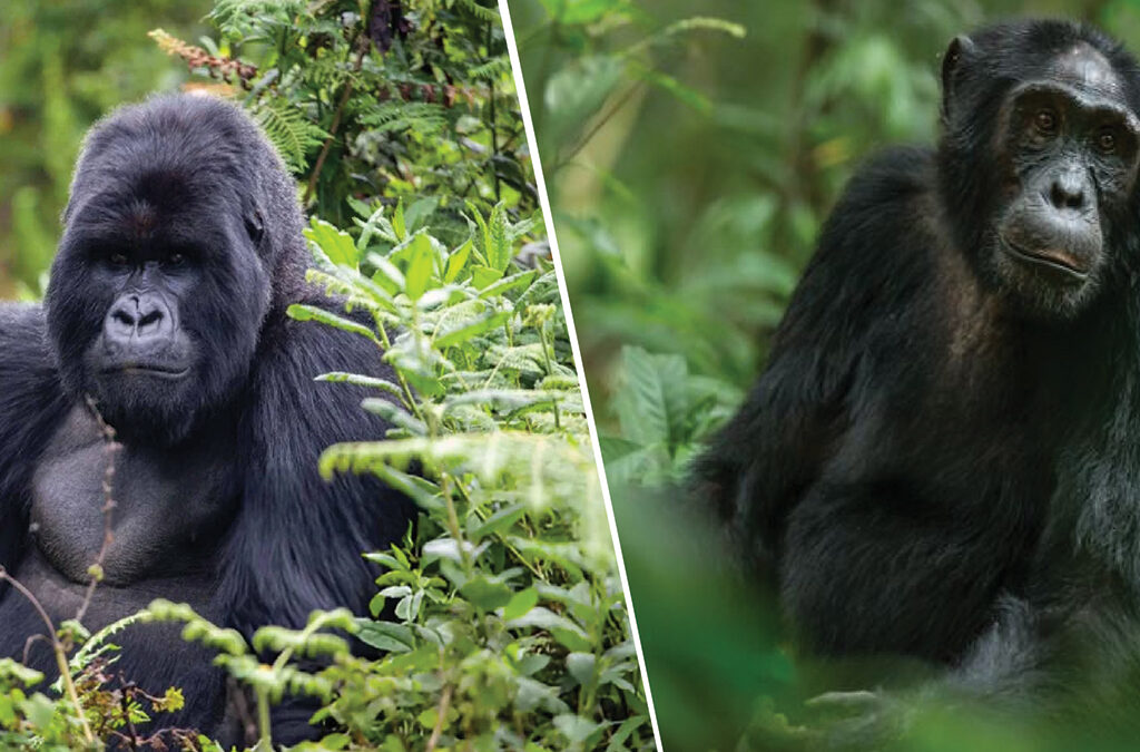 Gorilla Trekking and Chimpanzee Trekking – Which one First?