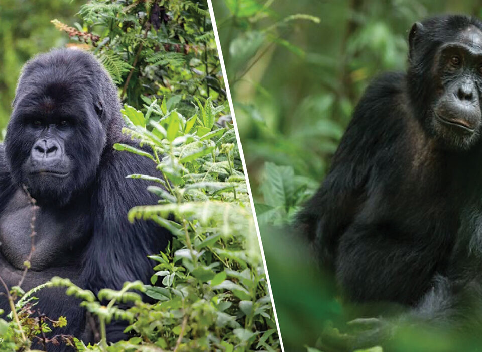 Gorilla Trekking and Chimpanzee Trekking – Which one First?