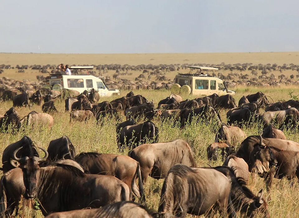 Great Migration in Africa - Kenya Vs Tanzania