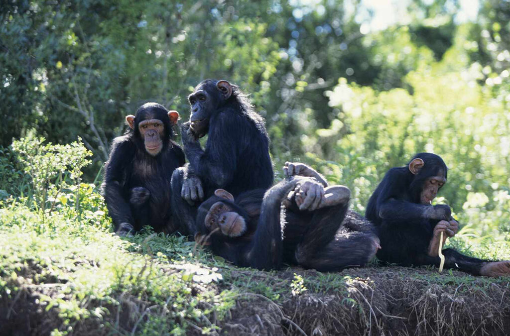 How Chimpanzees Communicate - Lessons from the Forest