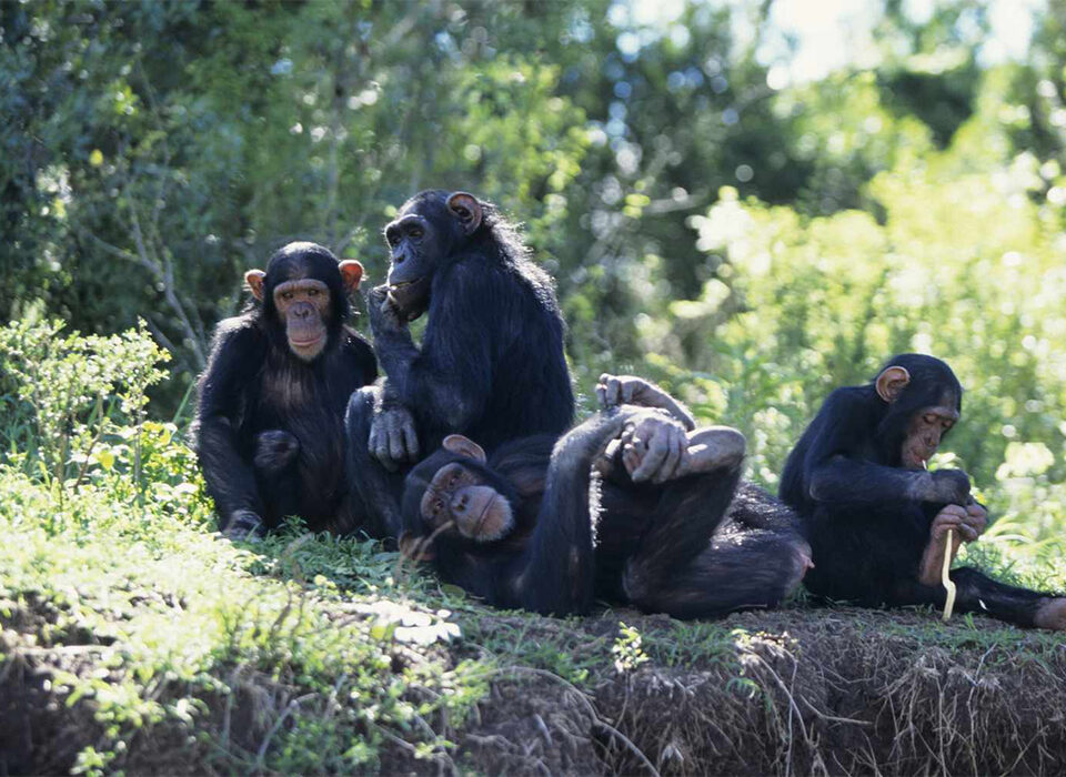 How Chimpanzees Communicate - Lessons from the Forest