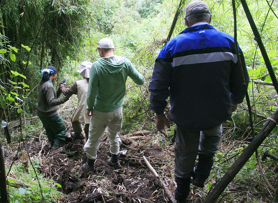 How Difficult is Gorilla Trekking in Rwanda for Seniors?