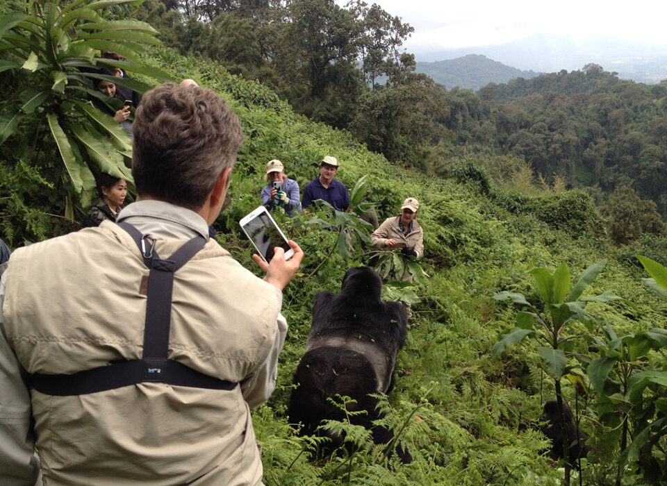How to Plan Gorilla Trekking in Rwanda from Philippines