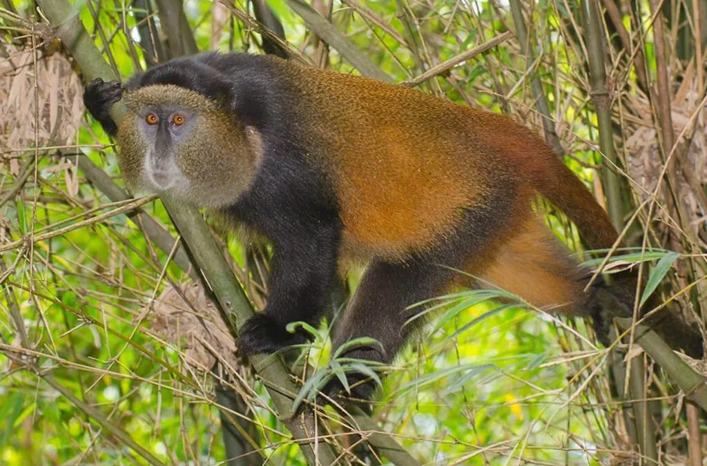 How to Prepare for Your First Golden Monkey Trek in Uganda