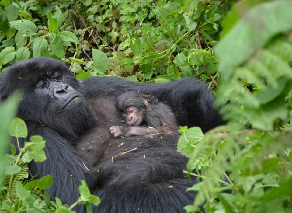 Gorilla Trekking Experiences in Bwindi Impenetrable and Mgahinga Gorilla National Parks