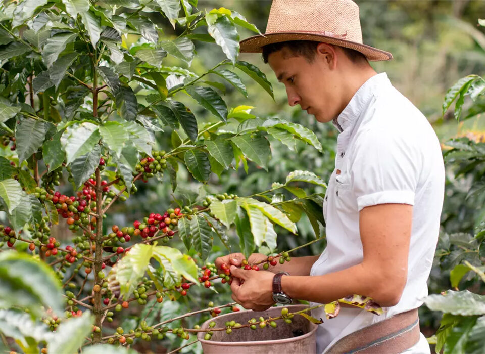 How to Combine Gorilla and Coffee Tour in Rwanda