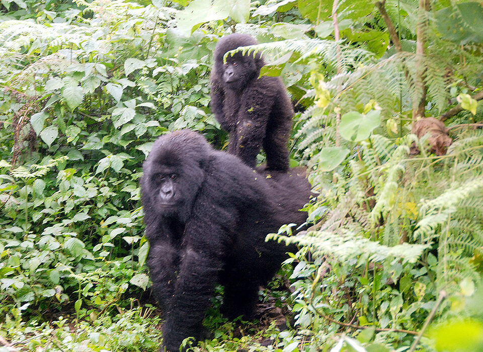How to plan Gorilla Adventure in Rwanda in 2026