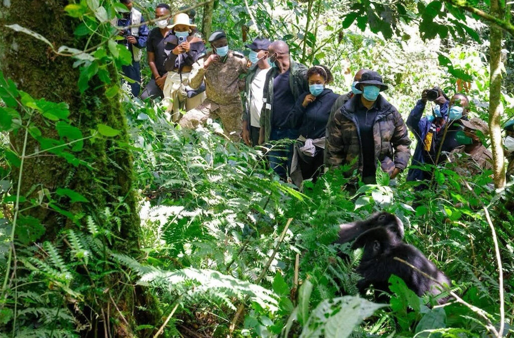 King Oyo Treks Mountain Gorillas in Bwindi Forest