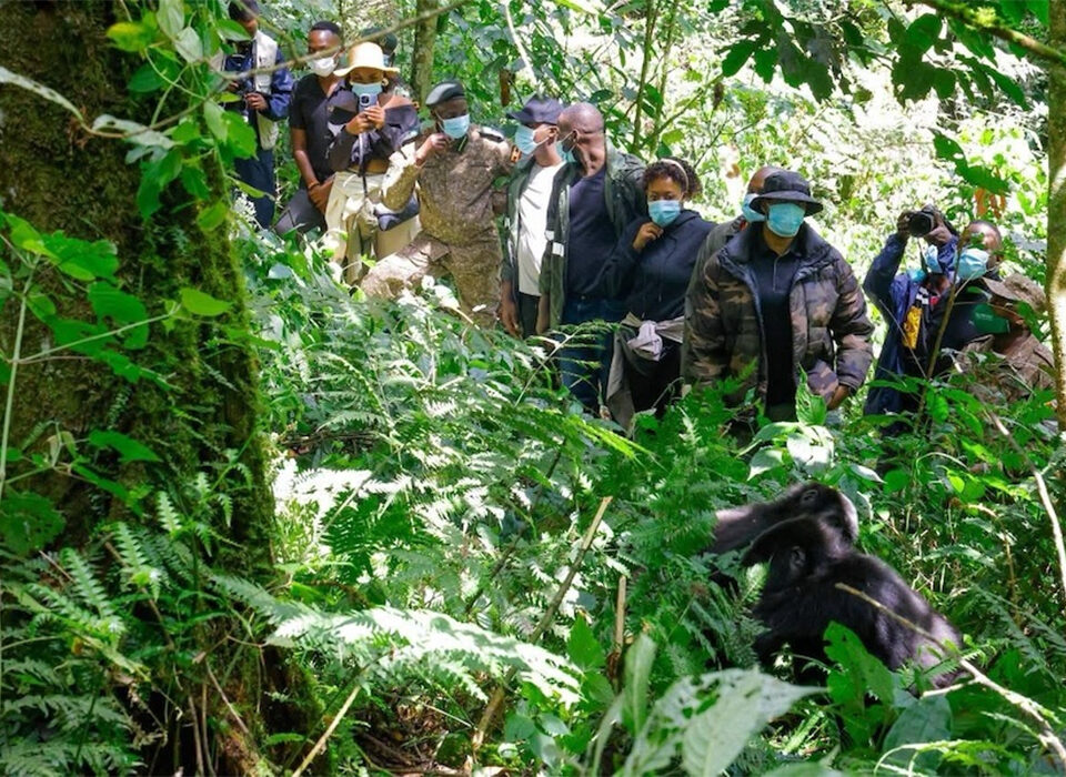 King Oyo Treks Mountain Gorillas in Bwindi Forest