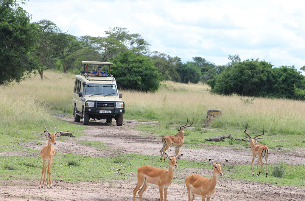 Lake Mburo and Bwindi Combined Safari Itinerary