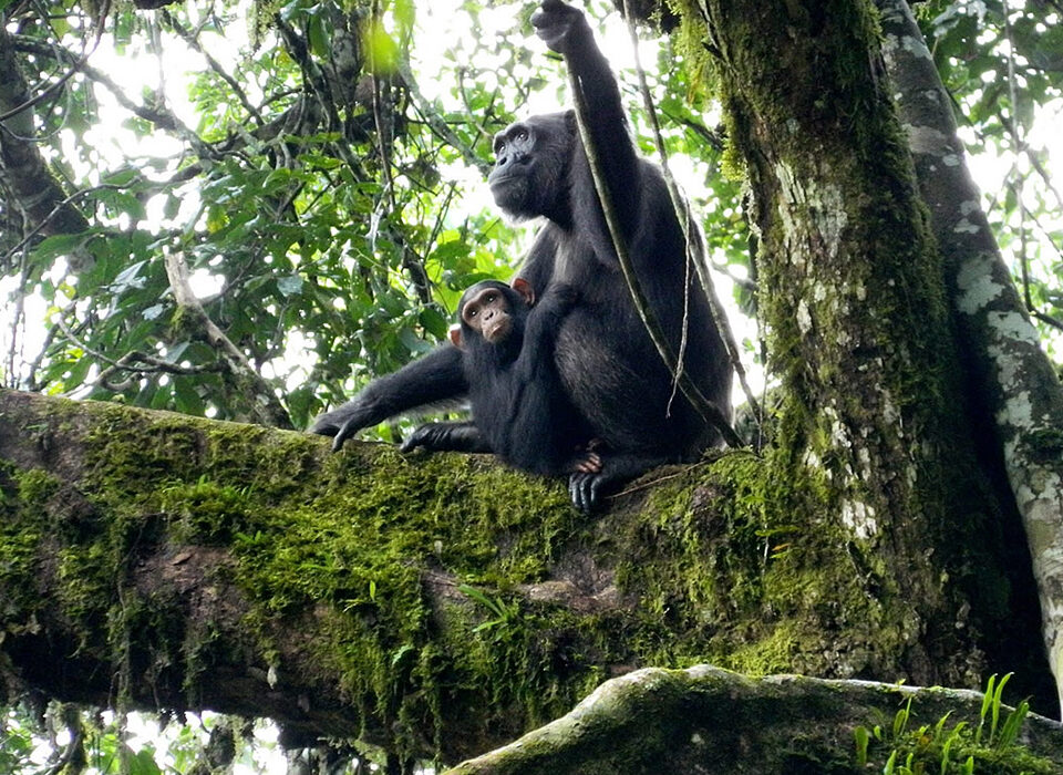 My First Chimpanzee Trekking Experience – A Travel Journal