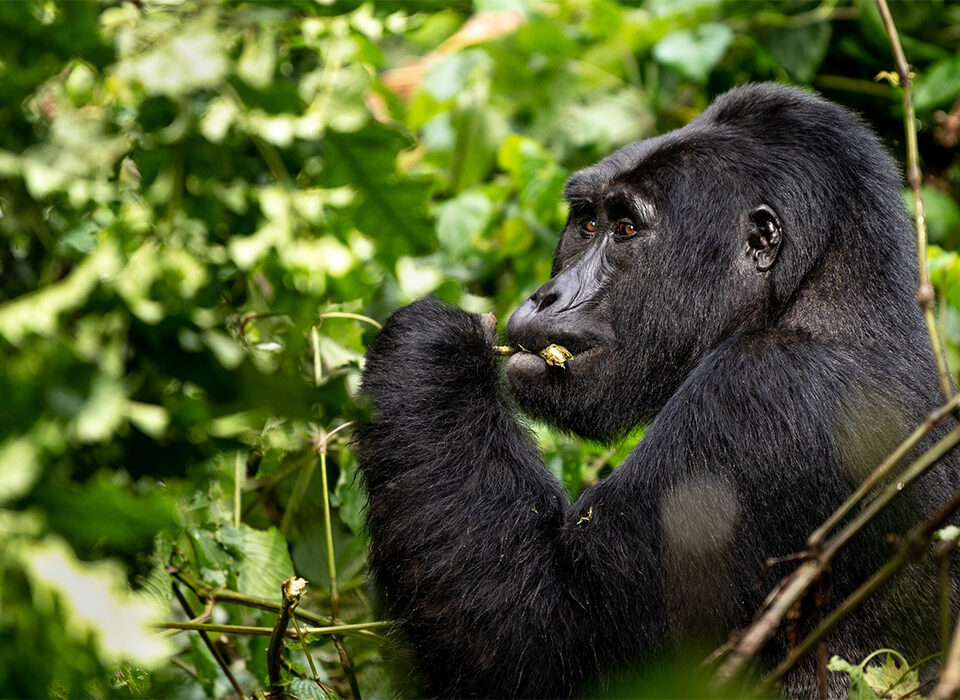 Rushaga vs Buhoma: Best Gorilla Trekking Sector in Bwindi