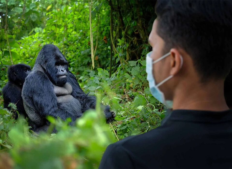 What its Like to spend one hour with mountain Gorillas