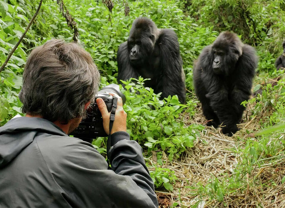 Why Rwanda Gorilla Safari is worth every dollar