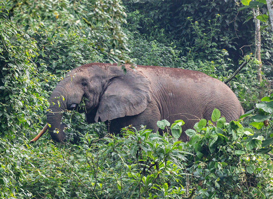 Wildlife Beyond Gorillas - Other Animals in Bwindi