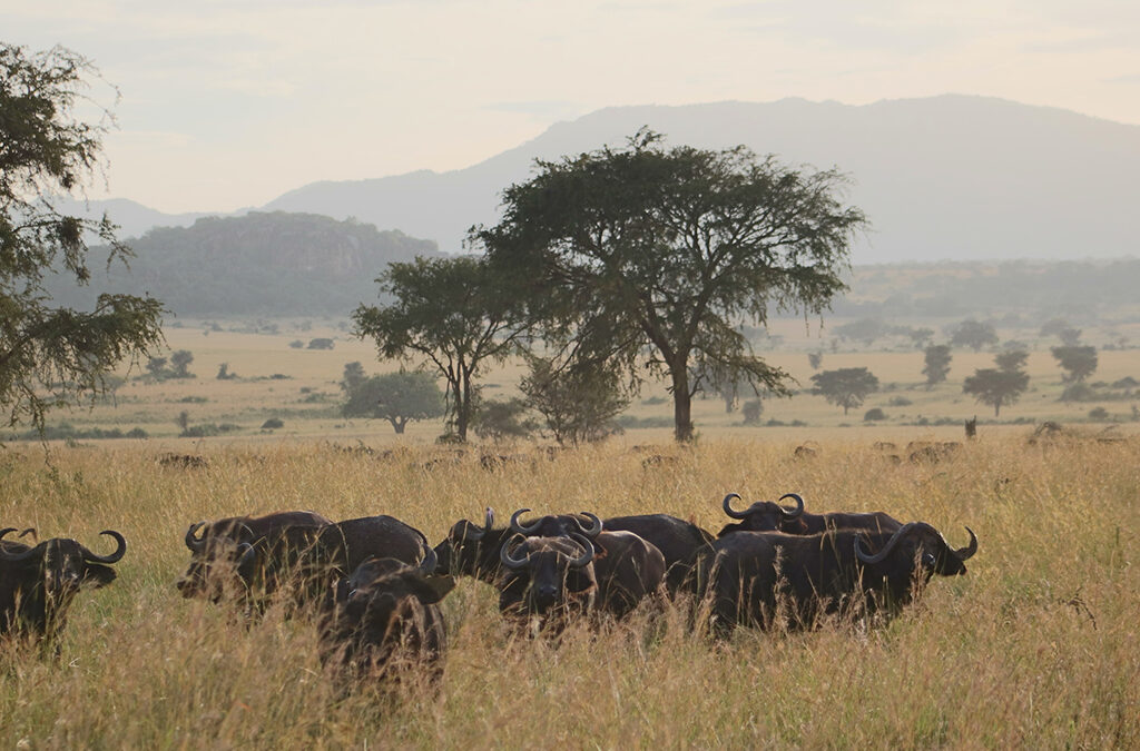 10 Days Gorilla Trekking and Kidepo Wildlife Safari