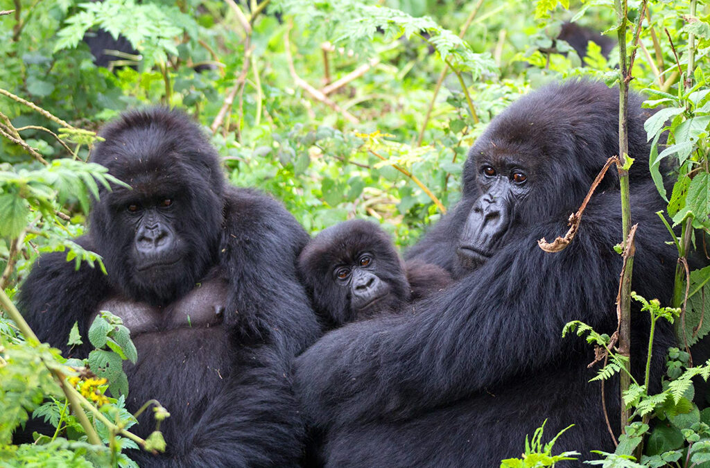 3-Day Gorilla Trekking from Kigali to Bwindi