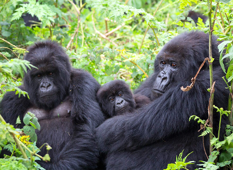 3-Day Gorilla Trekking from Kigali to Bwindi
