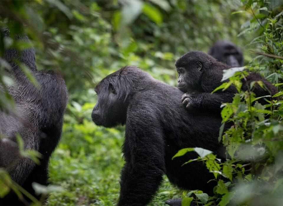 Best Gorilla Families to Visit in Rwanda