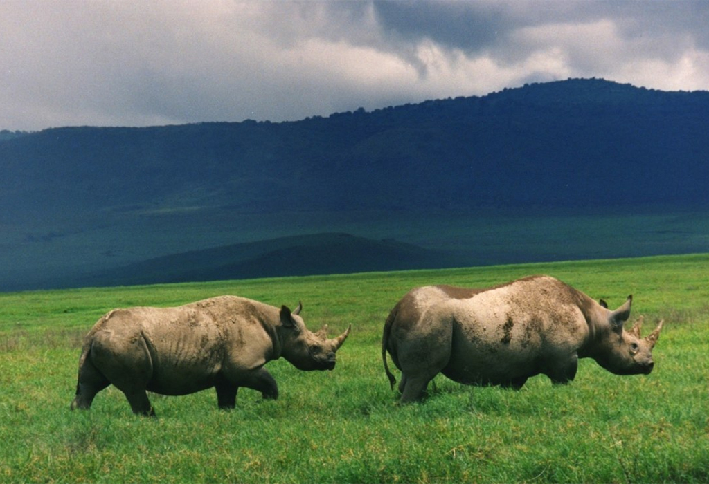 Black Rhinos in Ngorongoro Crater - Where to Find Them