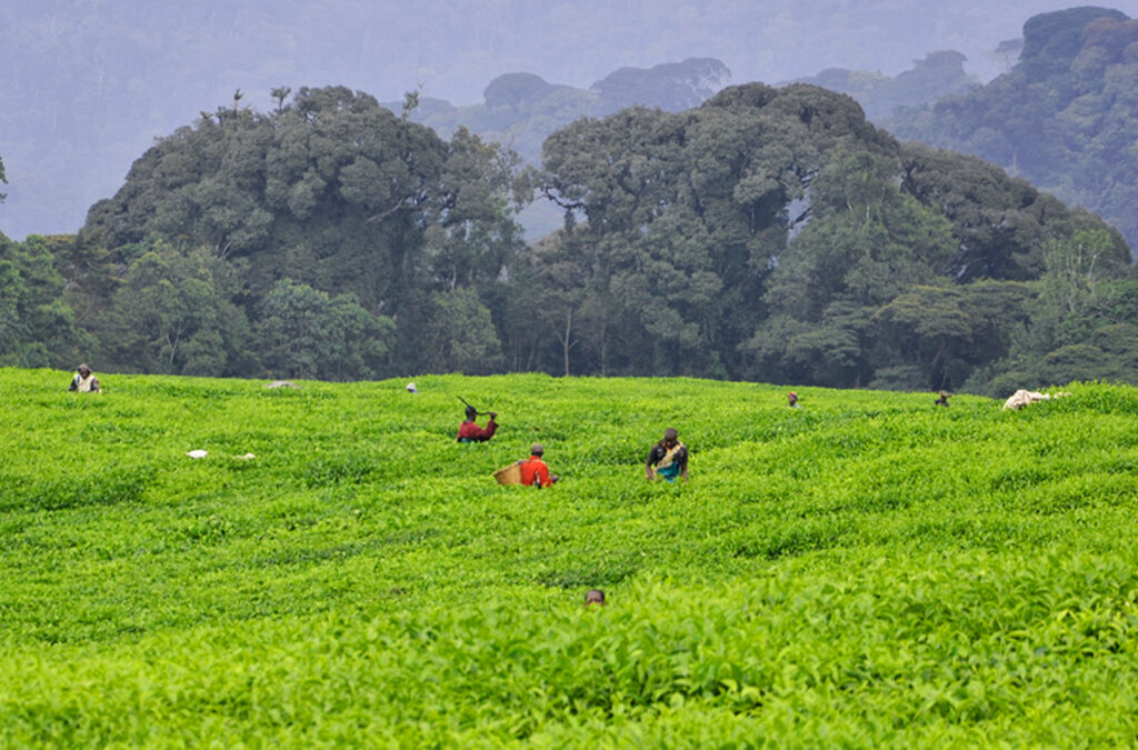 Chimpanzee Trekking and Tea Picking in Rwanda