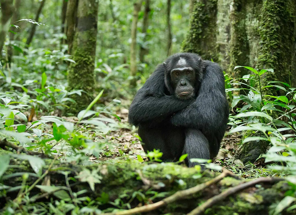 Chimpanzee Trekking in Kibale - What to expect