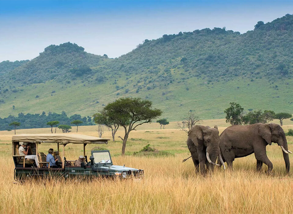 Comparing Game Drives in Mara and Amboseli