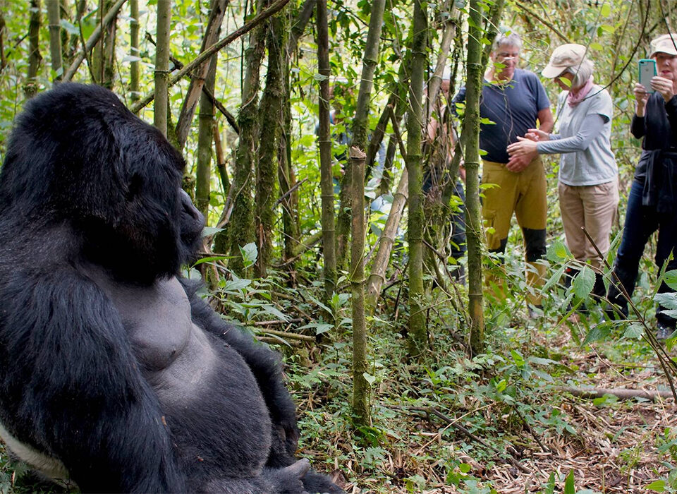 Gorilla Trekking in Rwanda from USA