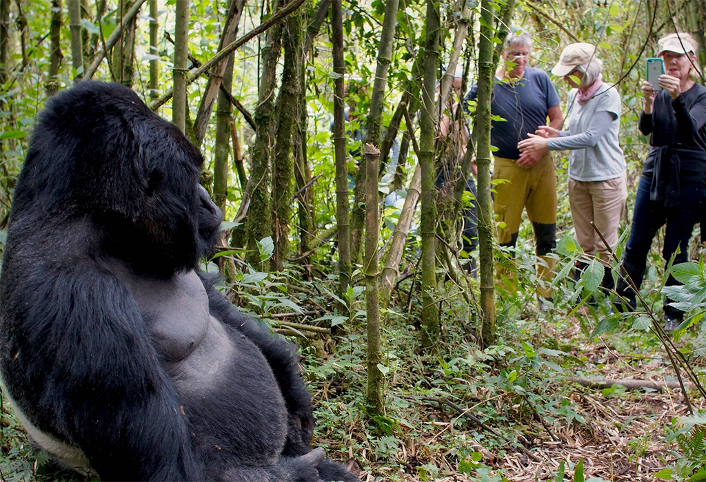Gorilla Trekking in Rwanda from USA
