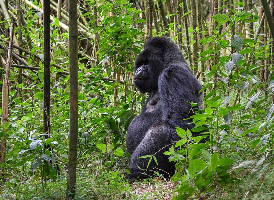 Gorilla Trekking in Rwanda with Lake Kivu Relaxation