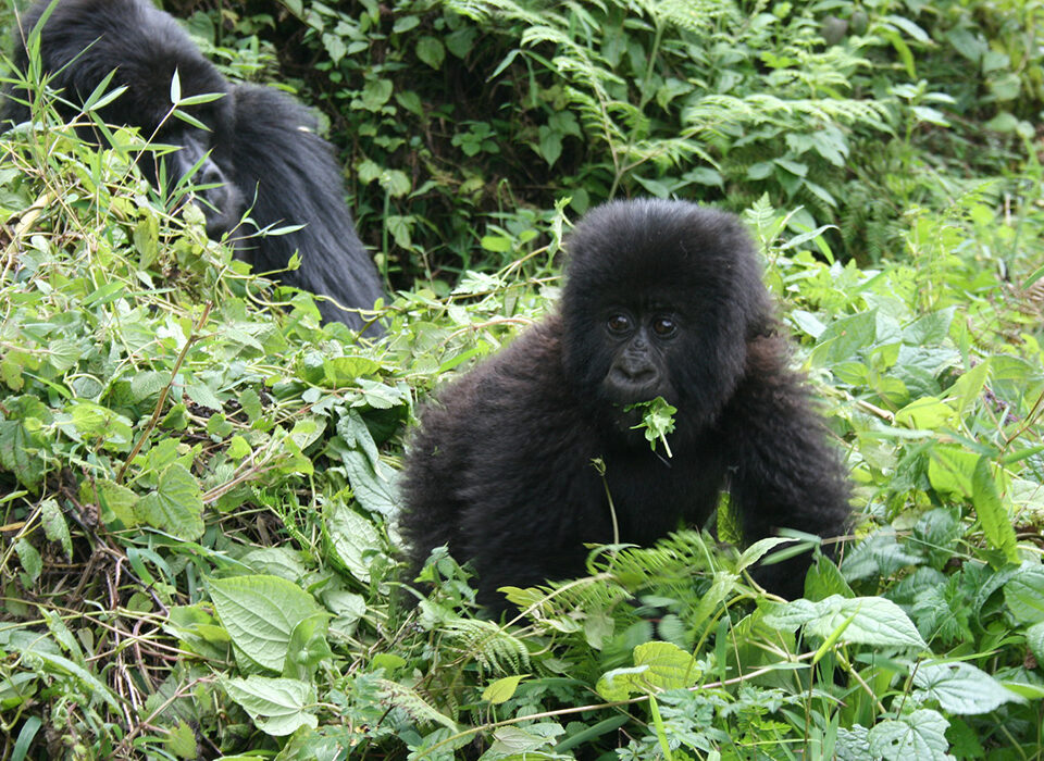 How Many Mountain Gorillas Are Left in Uganda?