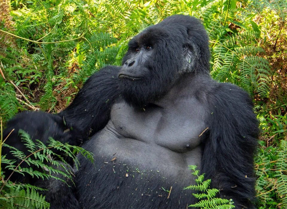 How to Combine Akagera with Gorilla Trekking in Uganda