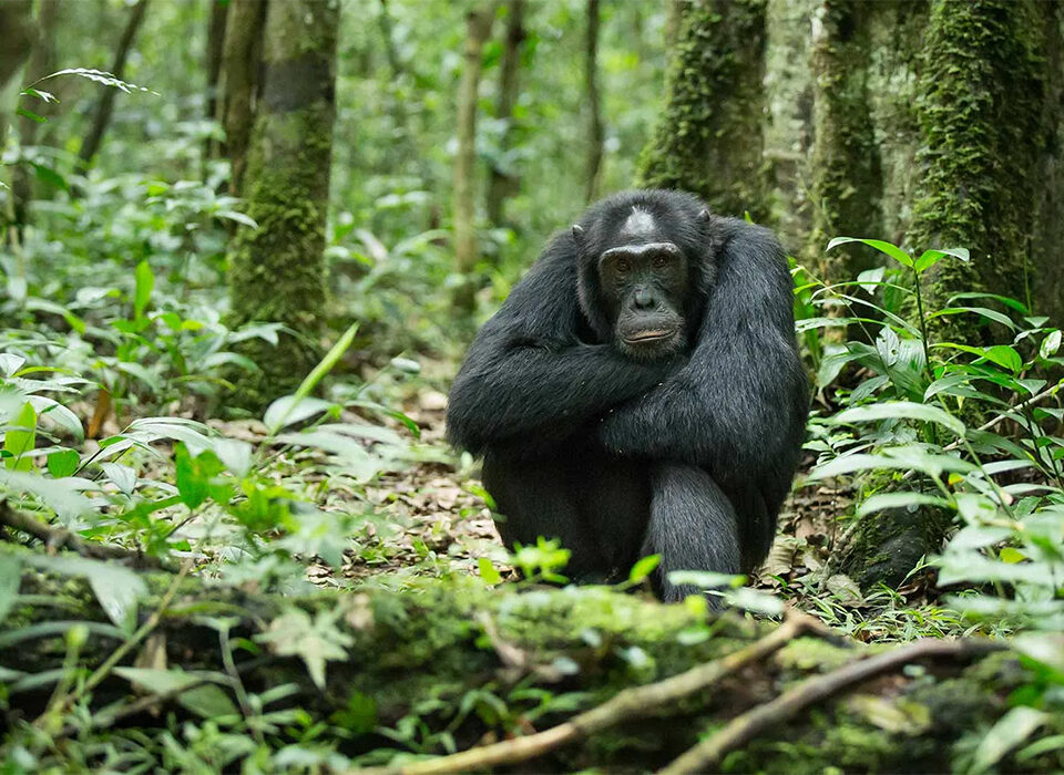 How to Plan One Day Adventure to Kibale National Park