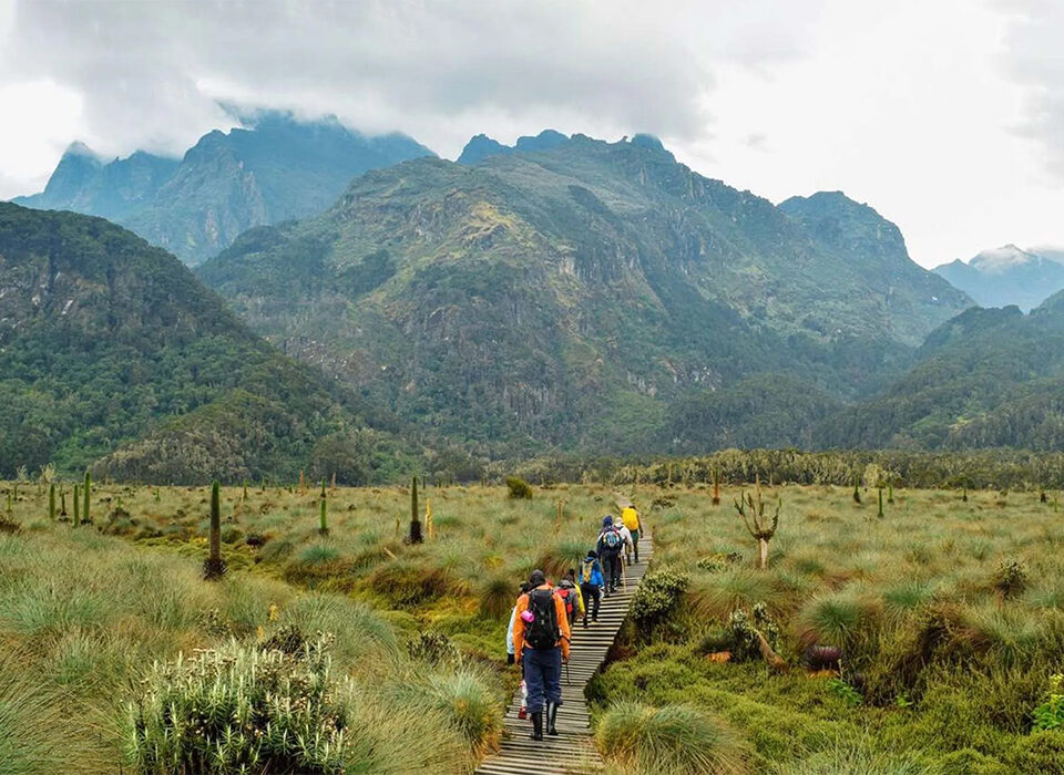 How to plan Gorilla & Rwenzori Mountains Hike Combo
