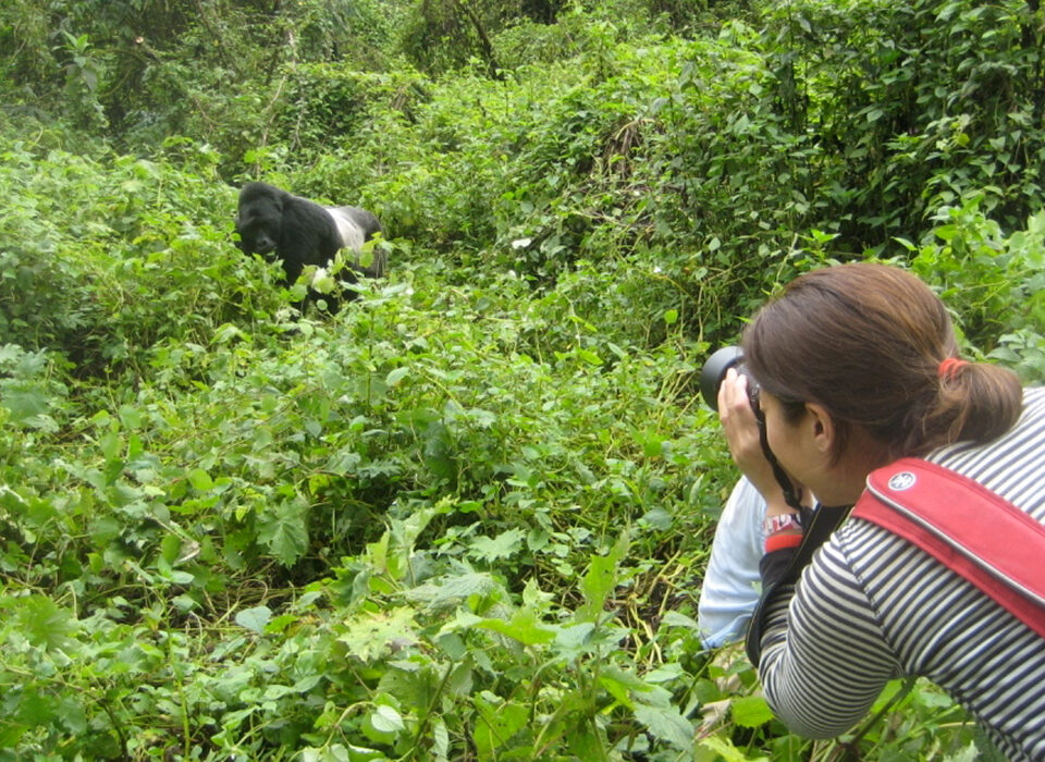How to plan Gorilla Trekking in Bwindi from Russia