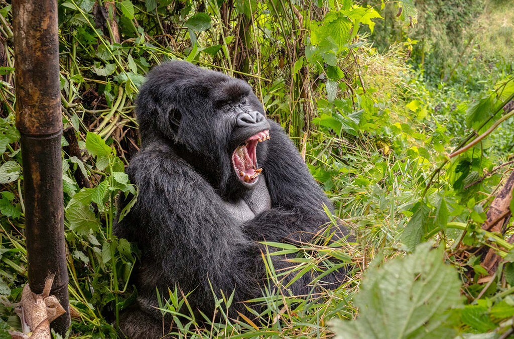 How to plan Gorilla Trekking in Rwanda after the AFCON 2027