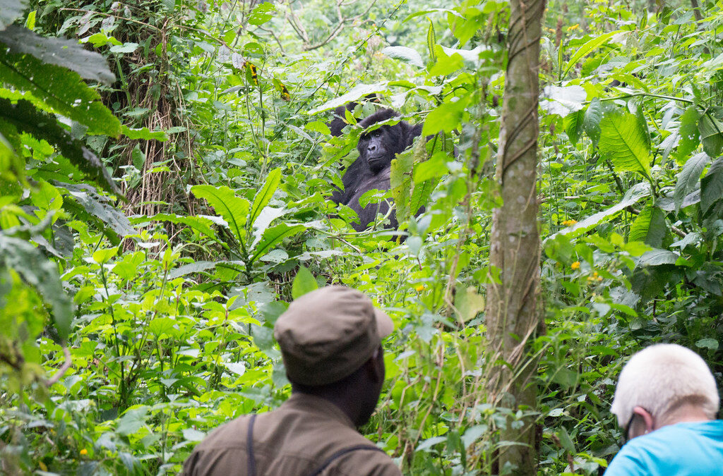 How to plan Luxury Primates & Culture Holiday in Uganda