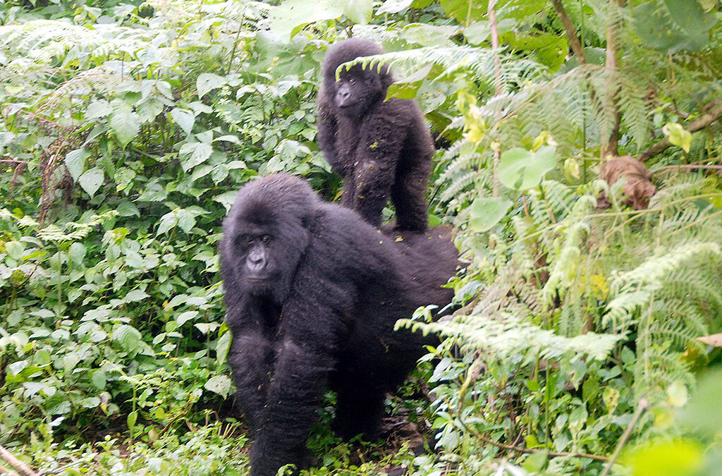 Is Gorilla Trekking Ethical in Uganda?