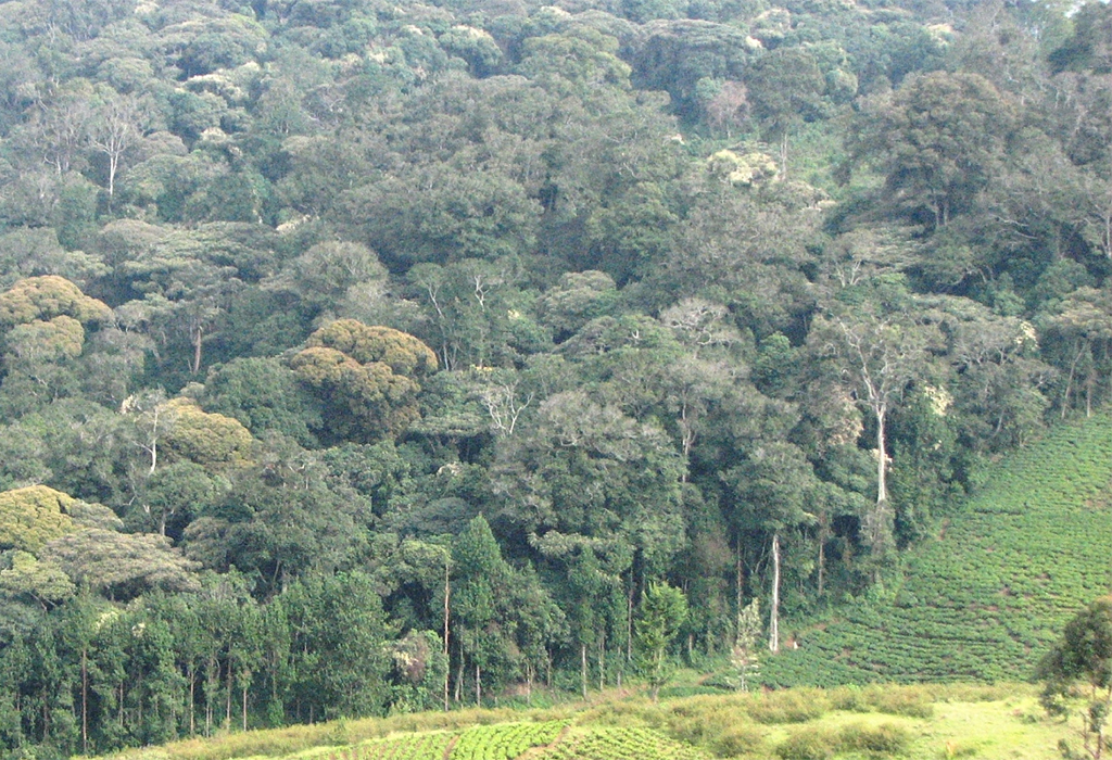 Kibira National Park