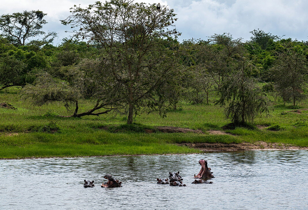 Top 5 Picnic Spots in Akagera National Park