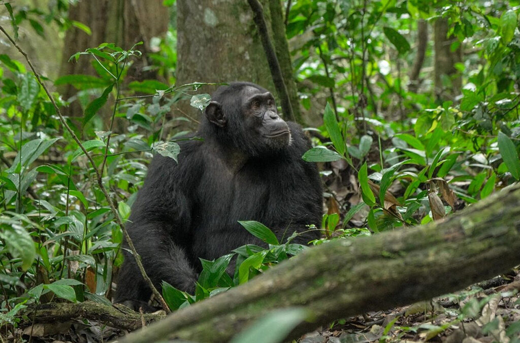 One Week in Rwanda - Gorillas, Chimps and Local Life