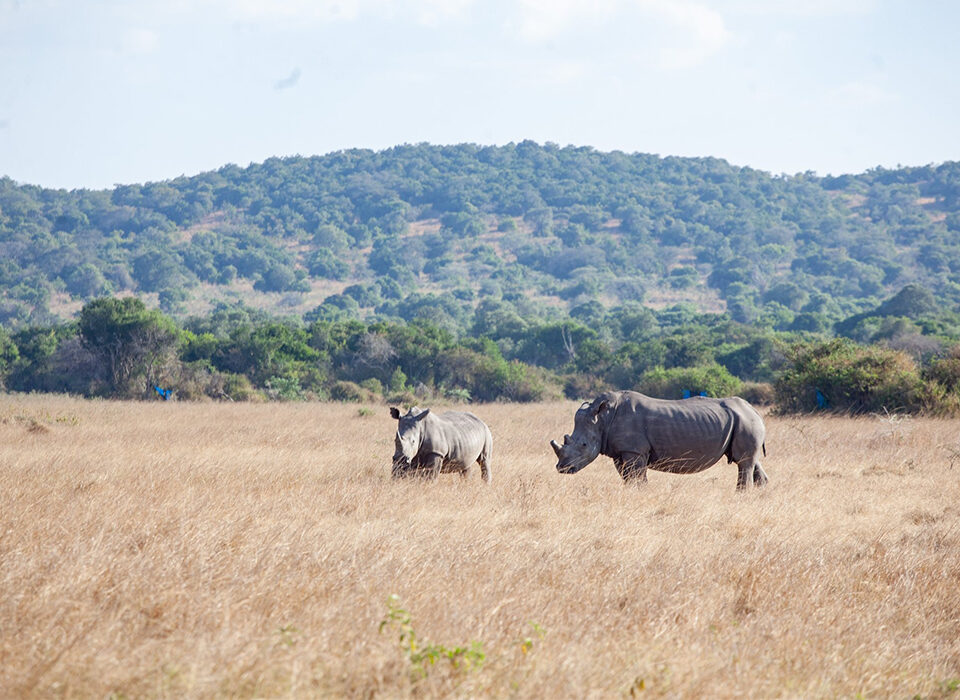 Rhino Tracking in Akagera - What You Need to Know