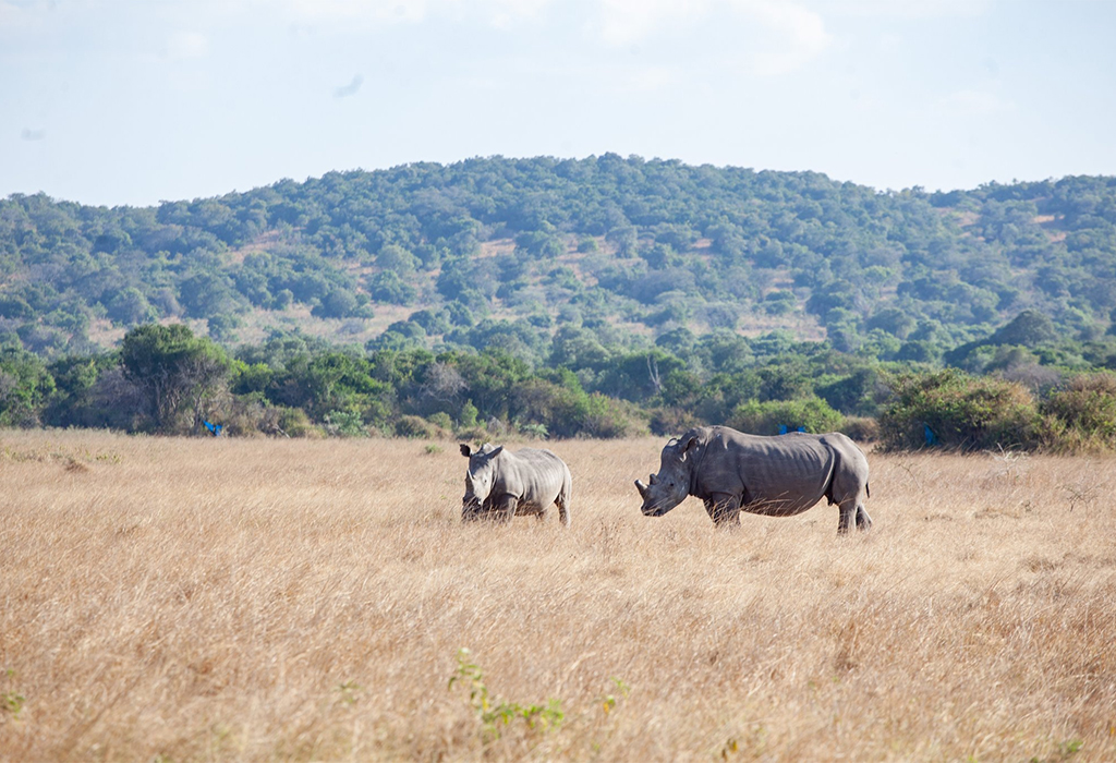 Rhino Tracking in Akagera - What You Need to Know