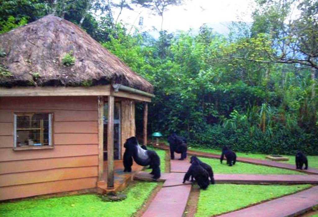 Sanctuary Gorilla Forest Camp