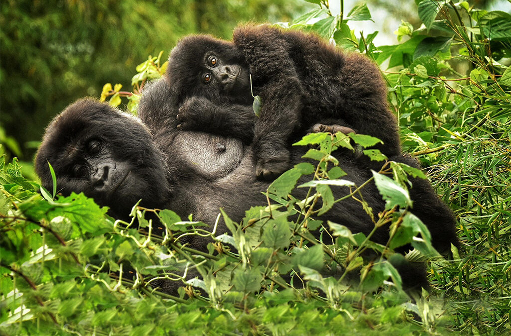 The Perfect 5-Day Rwanda Gorilla and Culture Itinerary