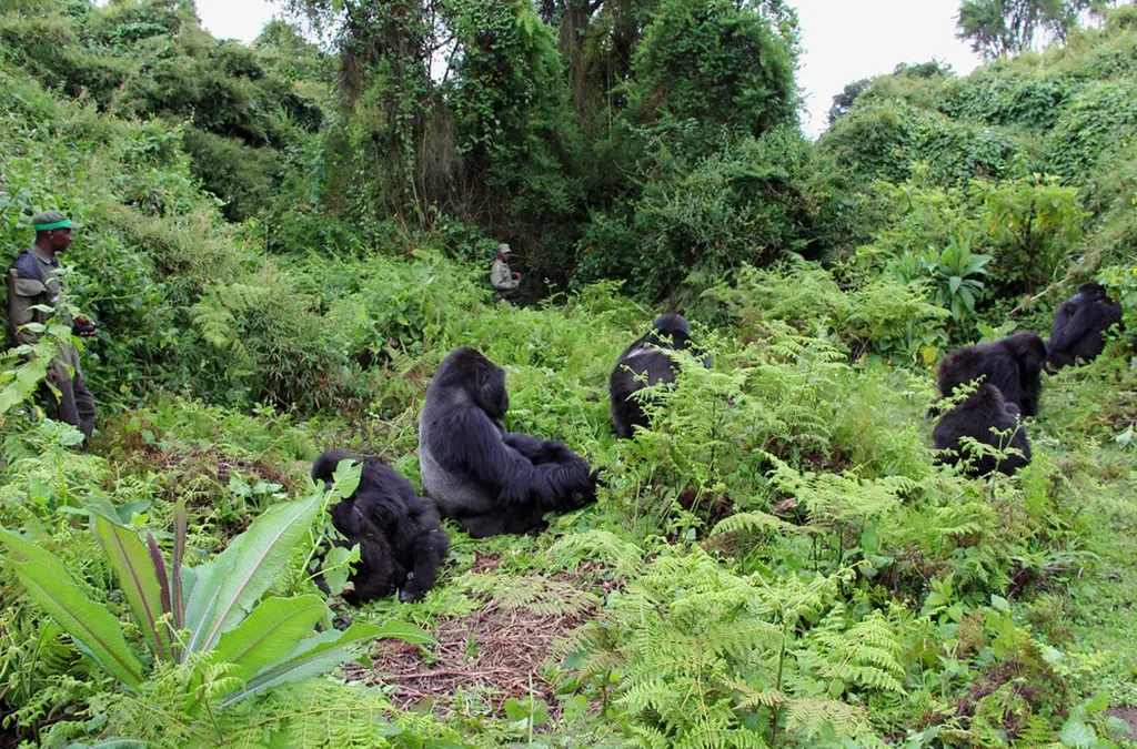 Age Restrictions for Gorilla Trekking in Uganda & Rwanda