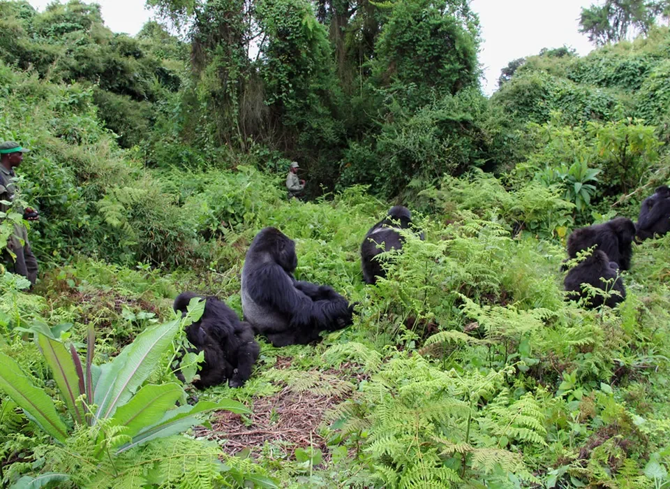 Age Restrictions for Gorilla Trekking in Uganda & Rwanda