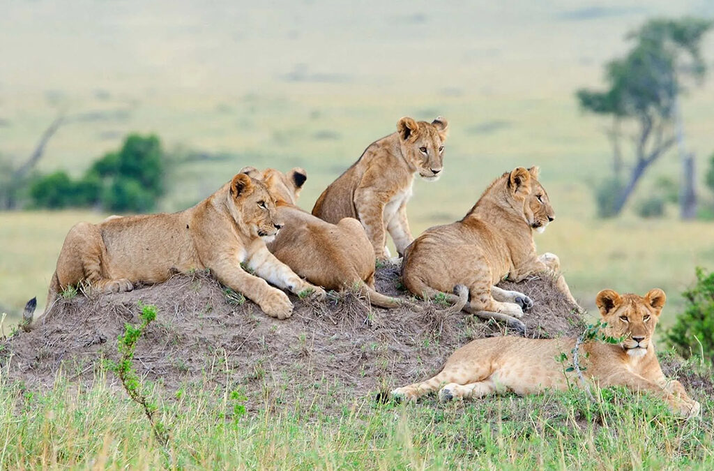 Best Places to See Lions in the Masai Mara