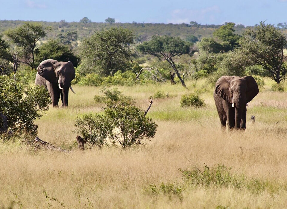 Big 5 in South Africa – The best places to go